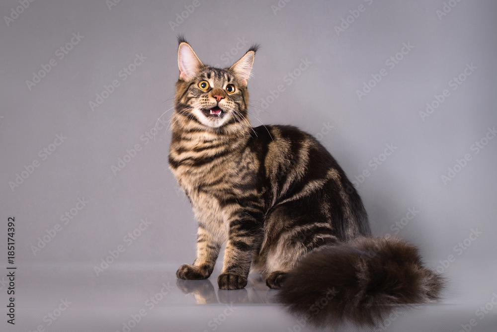 Brown Classic Torbie Maine coon cat sitting on grey background foto de  Stock | Adobe Stock