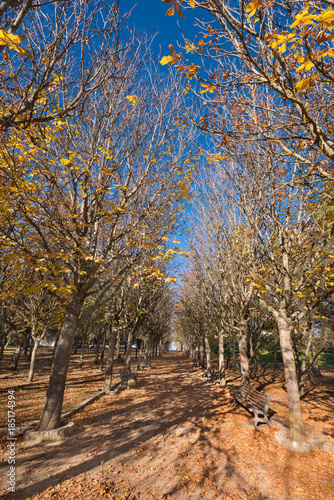 Autumn season park. El Castillo park in Soria city, Castilla y leon, Spain.