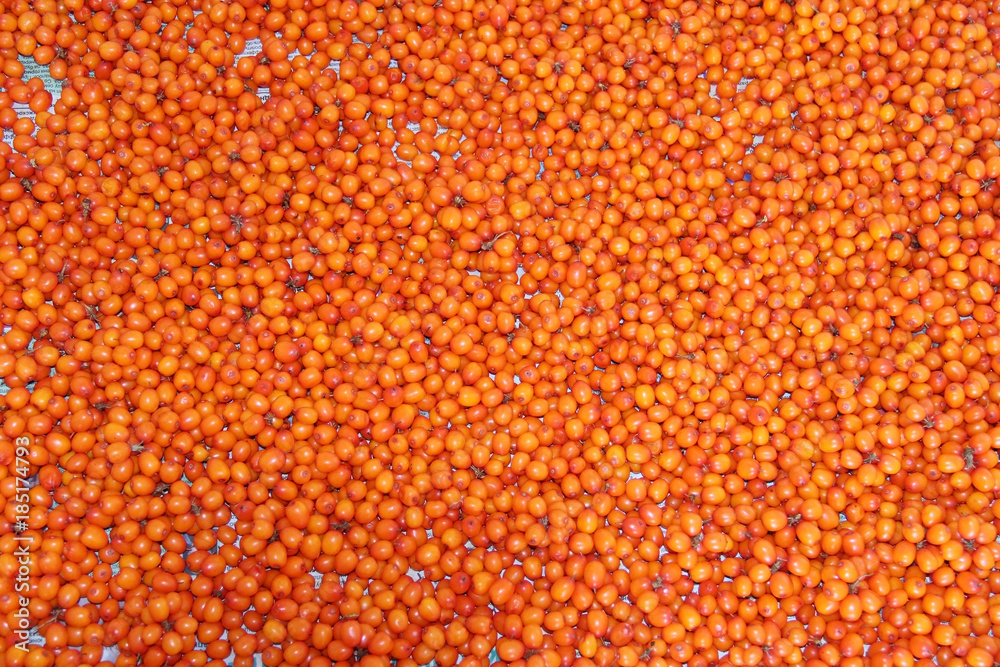 Orange sea-buckthorn, background.