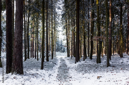 Countryside road in winter forest in national park “Sumava”, Czech Republic.
