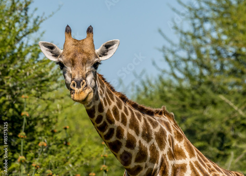 Giraffe in Okavango Delta