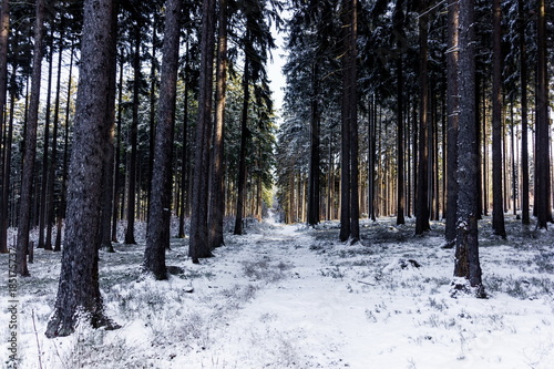 Countryside road in winter forest in national park “Sumava”, Czech Republic.