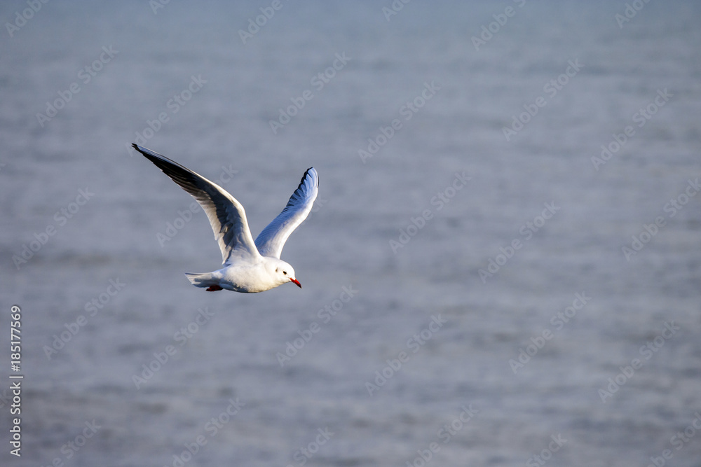 A flying seagull on the sky A flying seagull on the sky