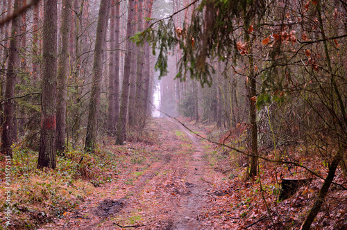Leśna droga w pogodny słoneczny jesienny dzień.