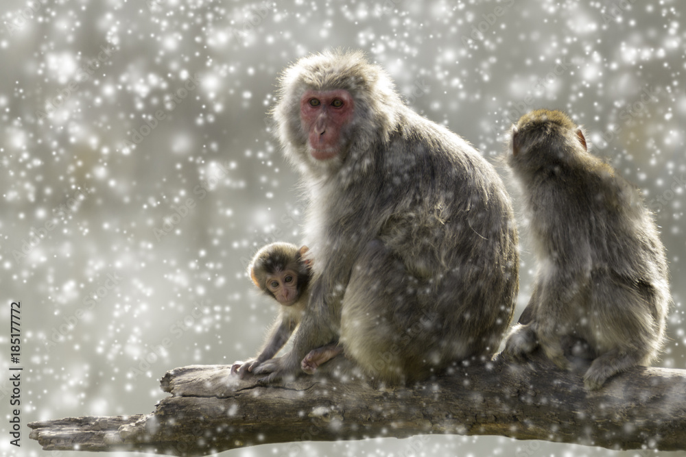 Naklejka premium Snow Monkeys in the snow