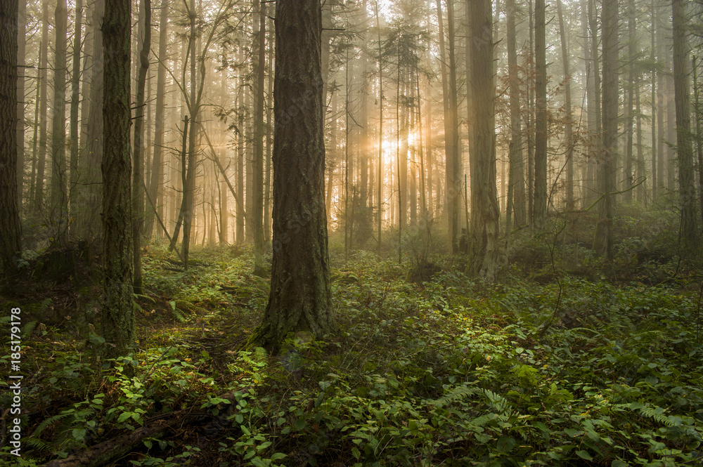 Fototapeta premium Pacific Northwest Forest w mglisty poranek. Podczas pięknego wschodu słońca poranna mgła dodaje nastrojowej atmosfery jodłom i cedrom, które tworzą ten piękny las na wyspie.