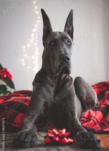 Christmas Spirit Dog