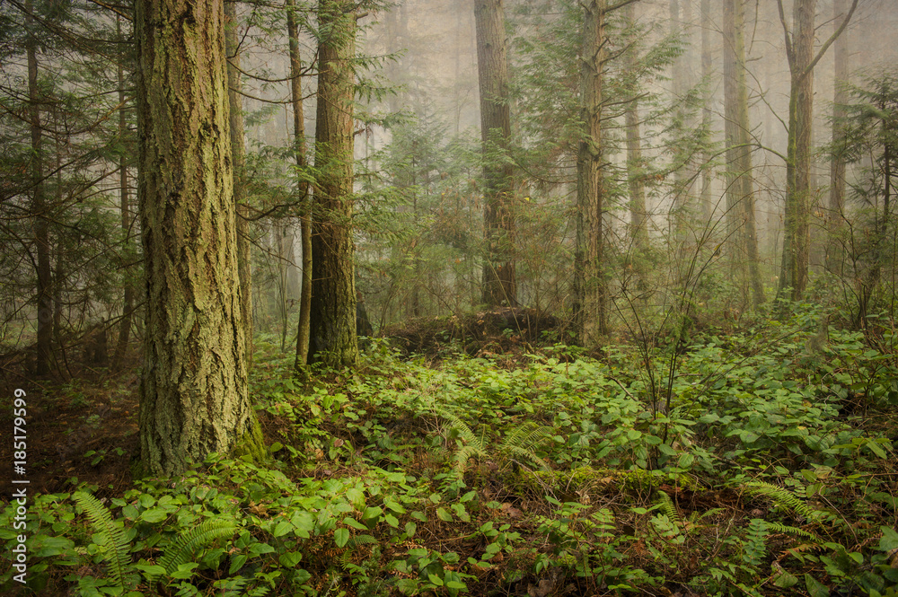 Pacific Northwest Forest on a Foggy Morning. During a beautiful sunrise the morning fog adds an atmospheric feel to the firs and cedars that make up this lovely island forest. Pacific Northwest Forest on a Foggy Morning. During a beautiful sunrise the morning fog adds an atmospheric feel to the firs and cedars that make up this lovely island forest.