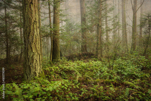 Pacific Northwest Forest on a Foggy Morning. During a beautiful sunrise the morning fog adds an atmospheric feel to the firs and cedars that make up this lovely island forest.