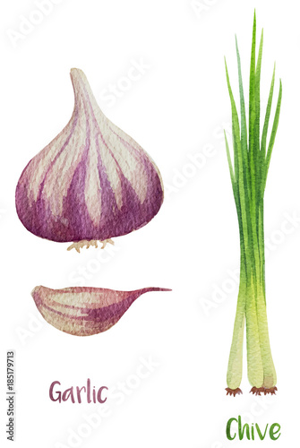 Watercolor young green fresh chives bunch, hand drawn, illustration