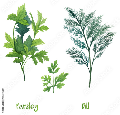 Watercolor parsley, chives and dill. Hand painted illustration perfect for cookbooks, restaurant menu or cards.