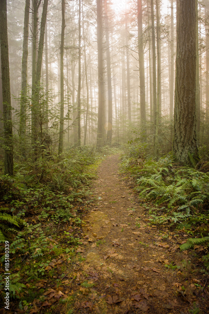 Fototapeta premium Pacific Northwest Forest on a Foggy Morning. During a beautiful sunrise the morning fog adds an atmospheric feel to the firs and cedars that make up this lovely island forest.