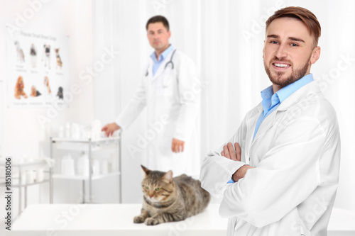 Tabby cat on table in vet c...