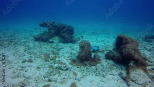 Round Stingray photo
