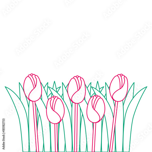 beautiful roses cultivated icon vector illustration design