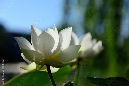 Lotus flower plants. Blossom and lily. photo