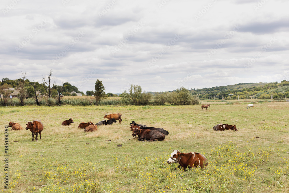 Herd of cows. Cows on the field