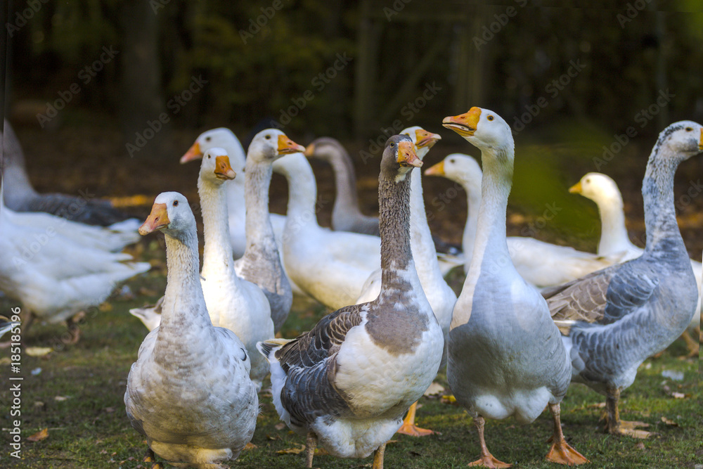 Obraz premium Gaense im Freigehege