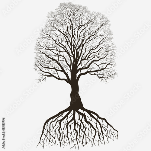 Tree Silhouette with root system . Black bare oak outline. Detailed image. Vector