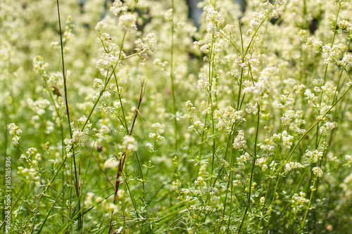 Waving grass field blowing in the wind