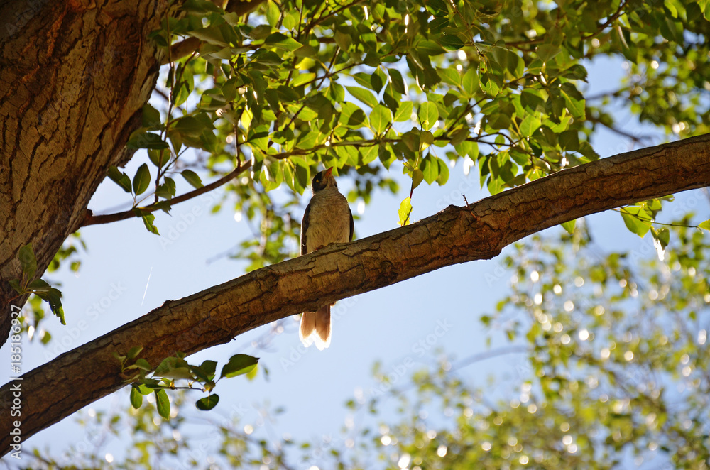 Bird singing in the tree