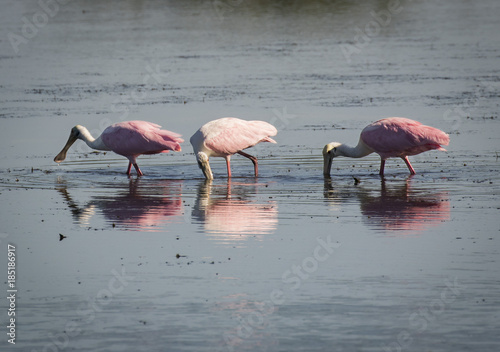 Roseate Spoonbills Feeding