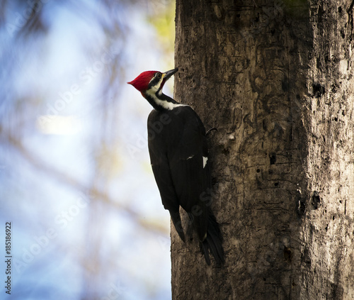 Pileated Woodpecker