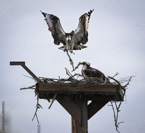 Osprey Couple Building a Nest