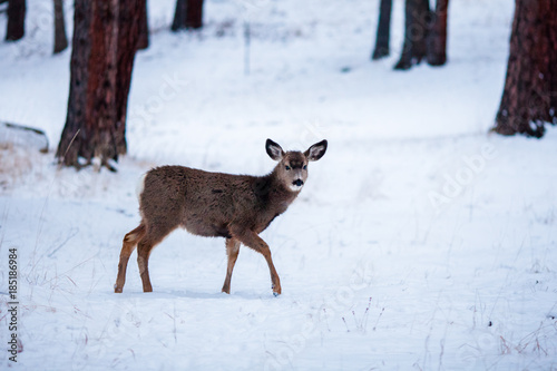 Deer in snow