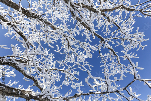 Winter landscape, covered by white snow at YongPyong Ski Resort, South Korea. photo