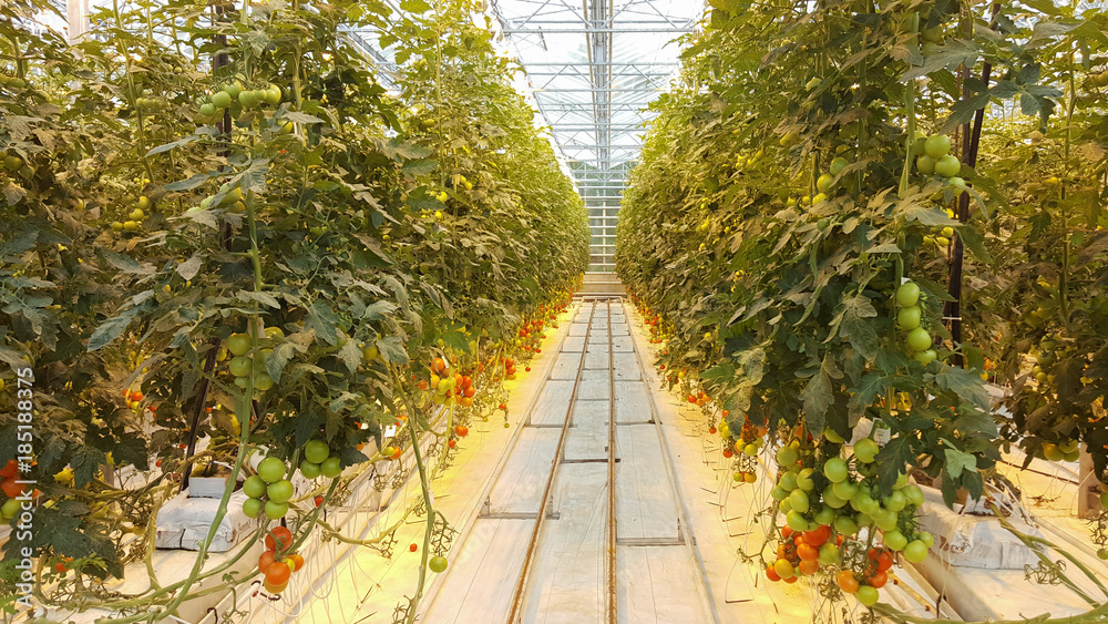 Tomatoes in Greenhouse