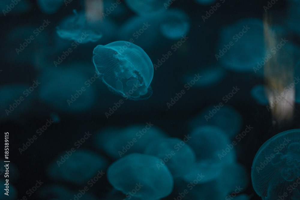Fototapeta premium Blue Jellyfish