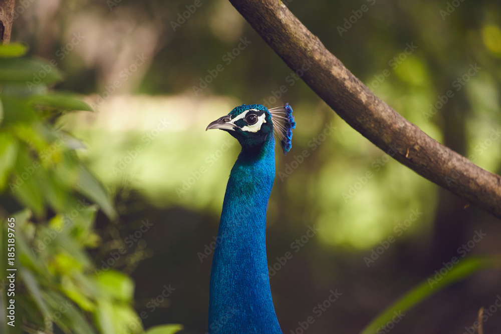 Obraz premium Peacocks