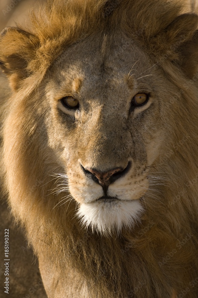 Naklejka Africa, East Africa, lion, close-up