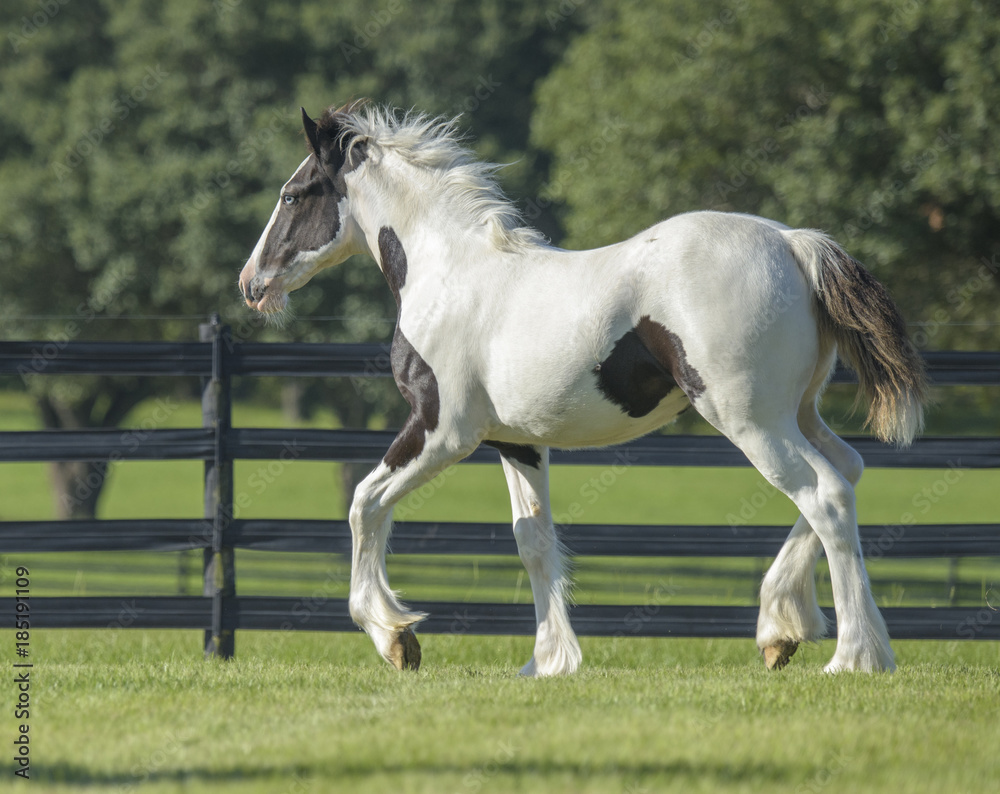 Obraz premium Gypsy Vanner Horse odsadzający źrebię biegnie na wybiegu
