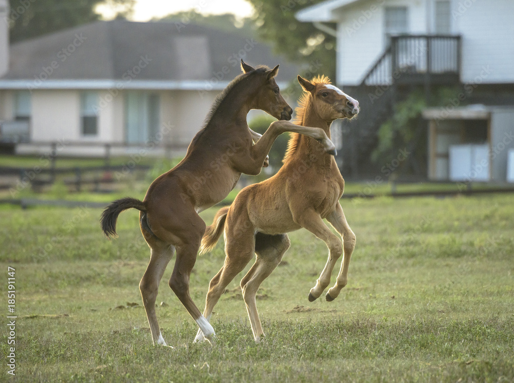 Thoroughbred horse foals romp and play in open paddock Thoroughbred horse foals romp and play in open paddock
