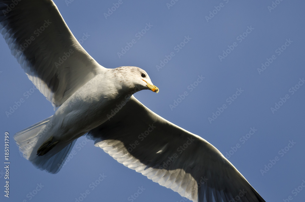Ring-Billed Gull Flying in a Blue Sky Ring-Billed Gull Flying in a Blue Sky