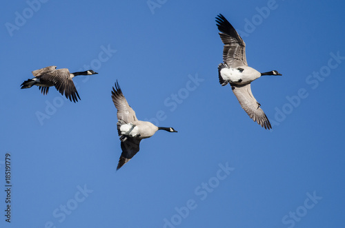 Canada Goose Flying Upside Down as The Flock Prepares to Land © rck
