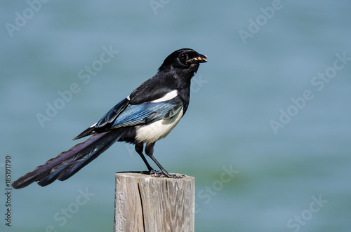 Black-Billed Magpie Perched on Wooden Fence Post