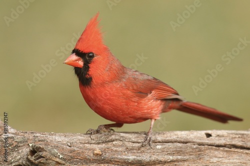 Male Cardinal On A Log © Steve Byland