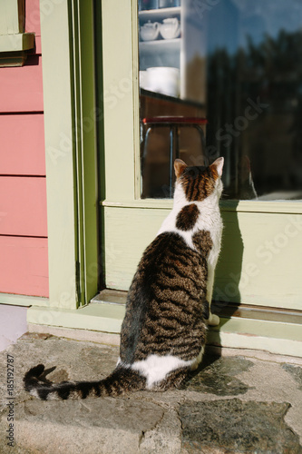 Cat looking in window wanting in