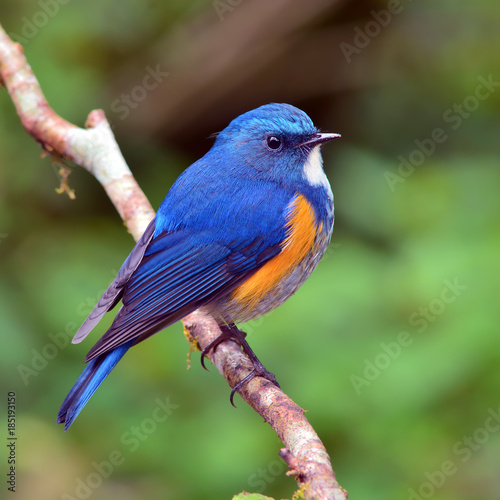 Orange-flanked Bush Robin bird © thawats