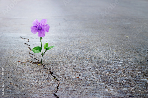 Fotografija Purple flower growing on crack street, soft focus, blank text