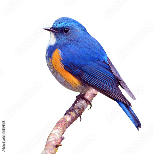 Orange-flanked Bush Robin bird © thawats
