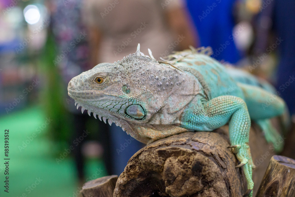 Fototapeta premium A lizard on the island,.chameleon.