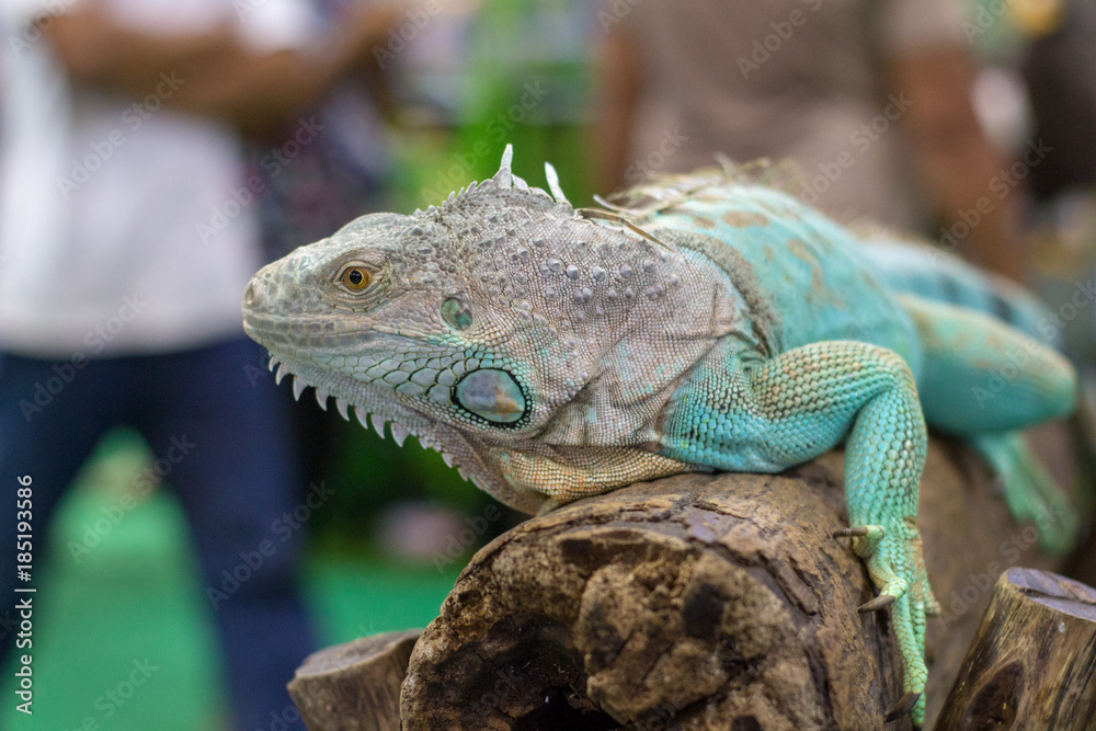 Fototapeta premium A lizard on the island,.chameleon.