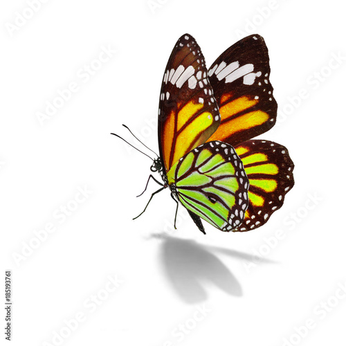 Beautiful monarch butterfly