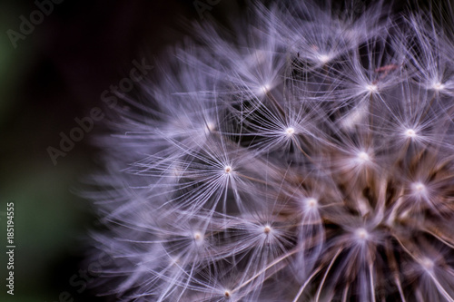 dandelion © Daniel