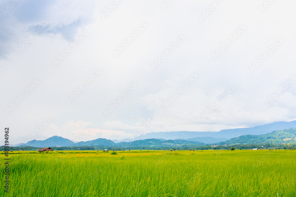 A green rice field with mountains stacked and blue sky in the background.