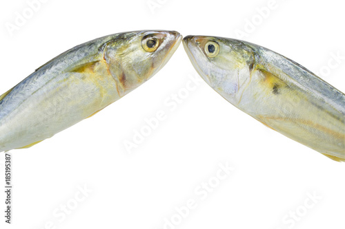 Fresh mackerel isolated on white background with clipping path. photo